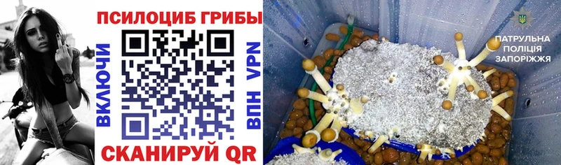 Псилоцибиновые грибы мицелий  продажа наркотиков  ОМГ ОМГ ССЫЛКА  Чёрмоз 